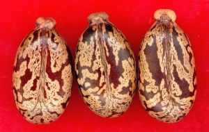 Hybrid Castor Seeds
