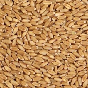 Sharbati C 306 Wheat Seeds