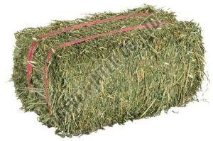 Alfalfa Hay