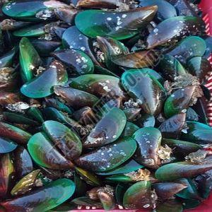 Frozen Green Mussels Fish