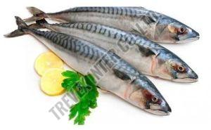 Frozen Mackerel Fish