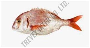 Frozen Red Sea Bream Fish