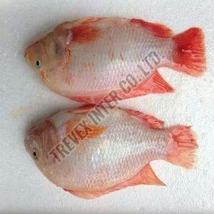 Frozen Red Tilapia Fish
