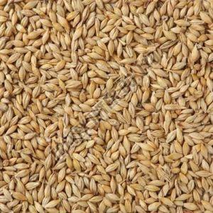 Malted Barley Seeds