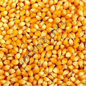 Yellow Corn Seeds