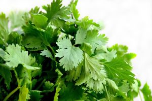 Fresh Green Coriander Leaves