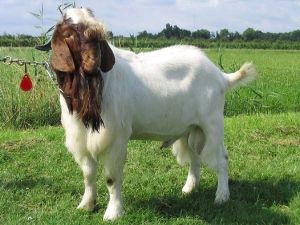 Healthy Live Goat Stock