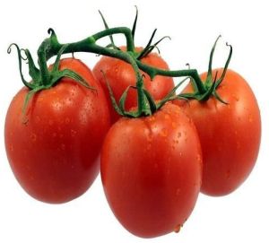 Juicy Red Tomato