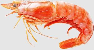 Jumbo Tiger Prawns Seafood