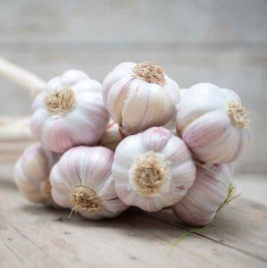 Fresh White Garlic