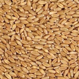 DBW 222 Wheat Seeds