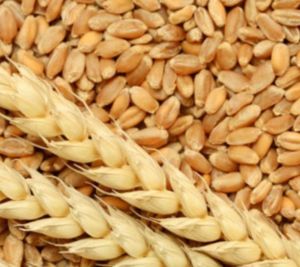 DBW 303 Wheat Seeds