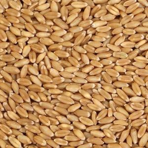 Wheat Seeds