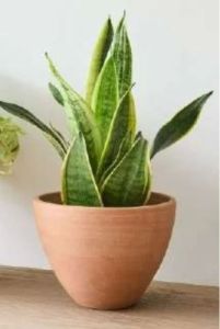 Terracotta Garden Planter