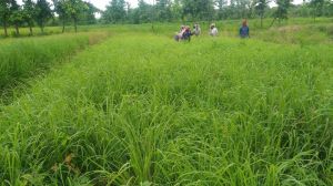 Lemon Grass