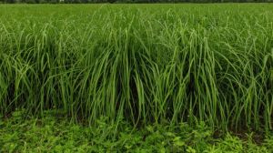 Lemon Grass