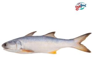 Fresh Indian Salmon Fish