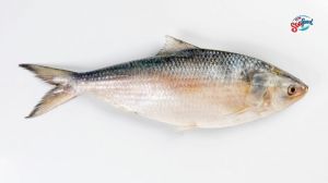 Fresh Hilsa Fish
