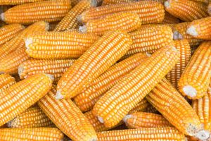 Indian Yellow Dent Corn