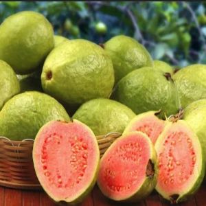 A Grade Guava