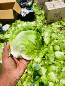 Fresh Iceberg Lettuce