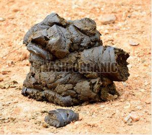 Wet Cow Dung