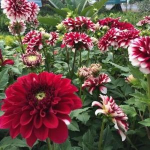 Dahlia Flower Plant