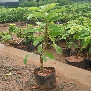 Green Avocado Fruit Plant