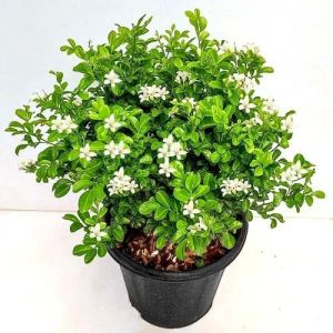 Green Dwarf Kamini Plant
