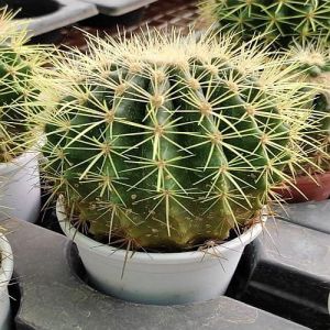 Green Round Indoor Cactus Plant