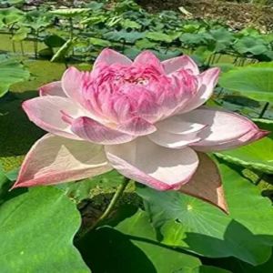 Lotus Flower Plant