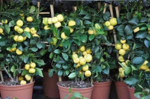 Mosambi Fruit Plant