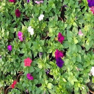 Multicolor Petunia Flower Plant