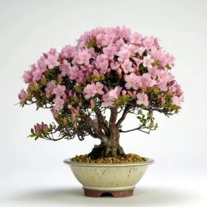 Natural Azalea Plant