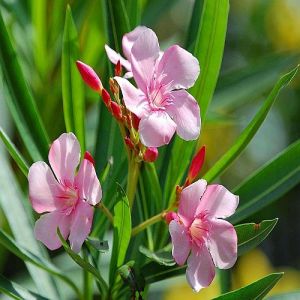 Pink Oleander Flower Plant