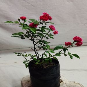 Pink Rose Flower Plant