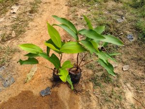 Red Jamrul Plant