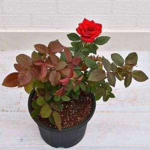 Red Rose Flower Plant