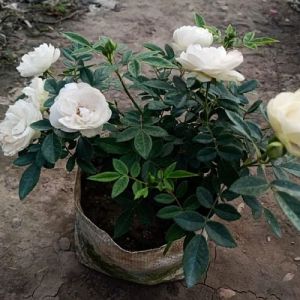 White Rose Flower Plant