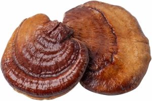 Dried Reishi Mushroom