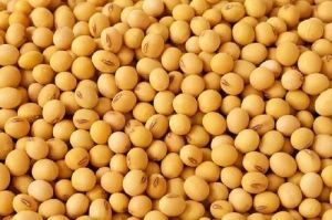 Natural Dried Soybean