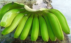 Cavendish Green Banana