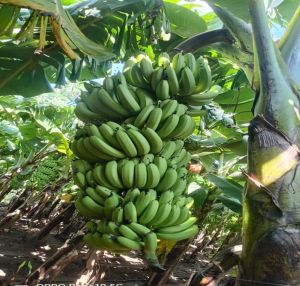 Fresh Green Banana