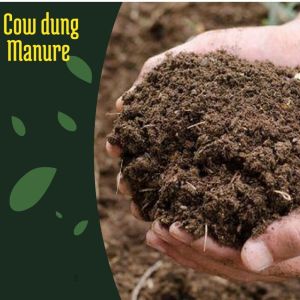 Cow Dung Manure