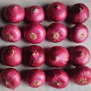 A Grade Maharashtra Fresh Red Onion