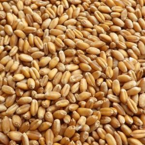 Indian Wheat Grain