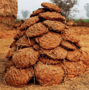 Desi Cow Dung Cake