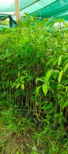 Agarwood Plant