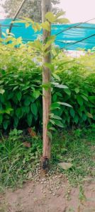 Mahogany Plant