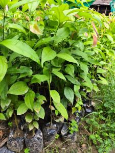 Green Cinnamon Plant / Dalchini Ka Paudha